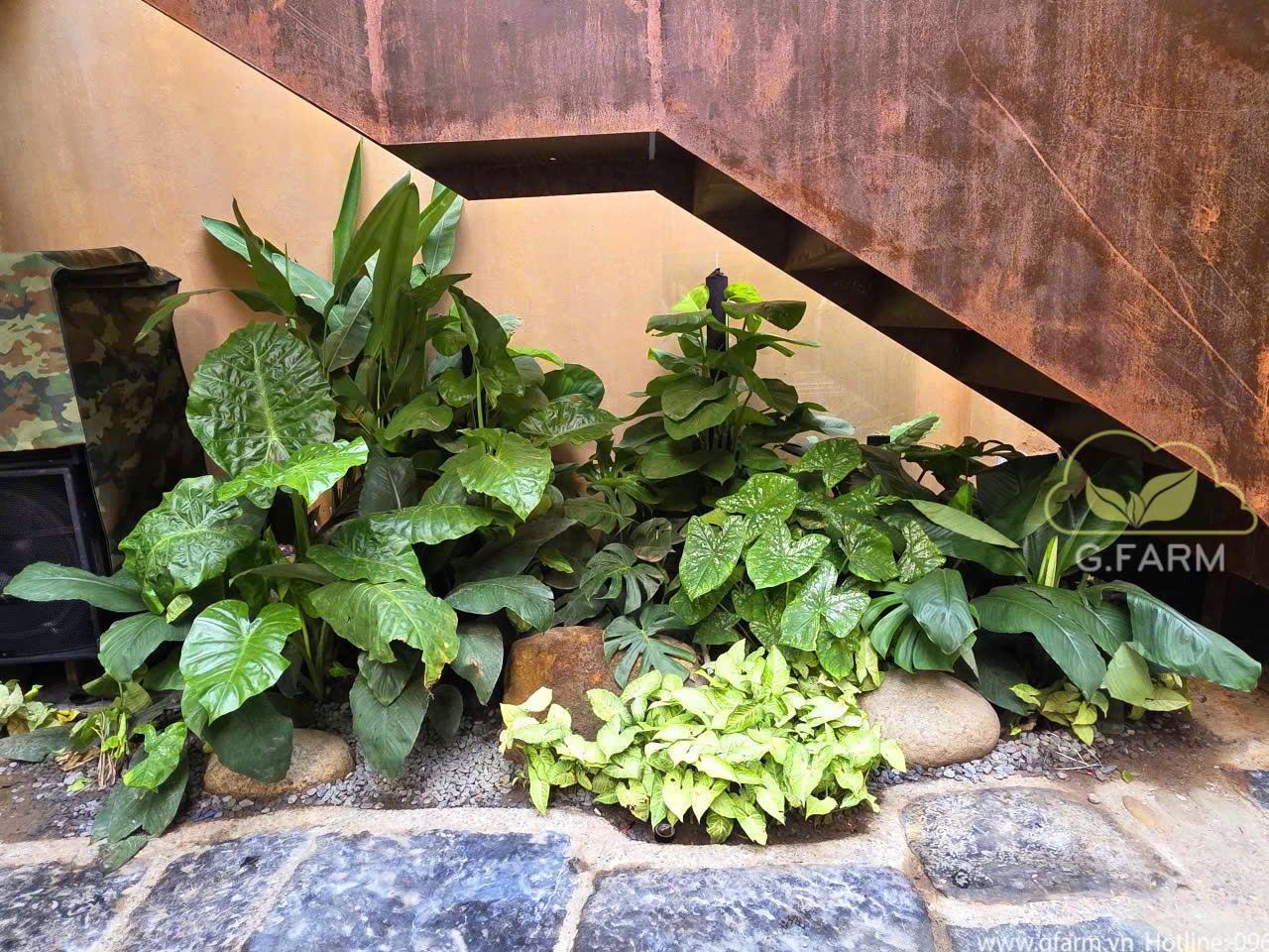 Thiết kế vườn Tropical đẹp – Xu hướng sân vườn được yêu thích tại Hà Nội